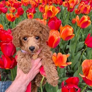 Meet your Posher, Rebecca